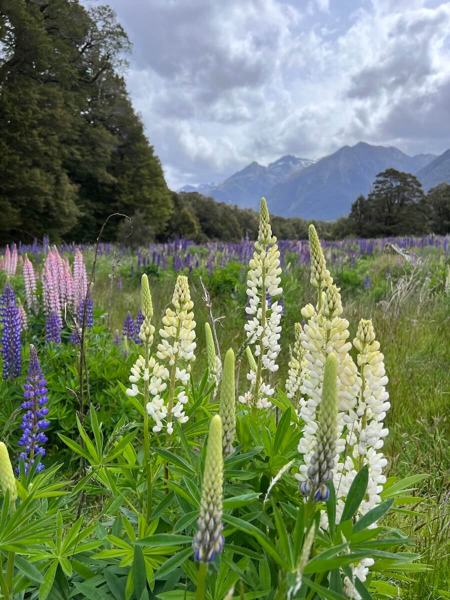 Lupins at Lake Gunn, Milford Highway