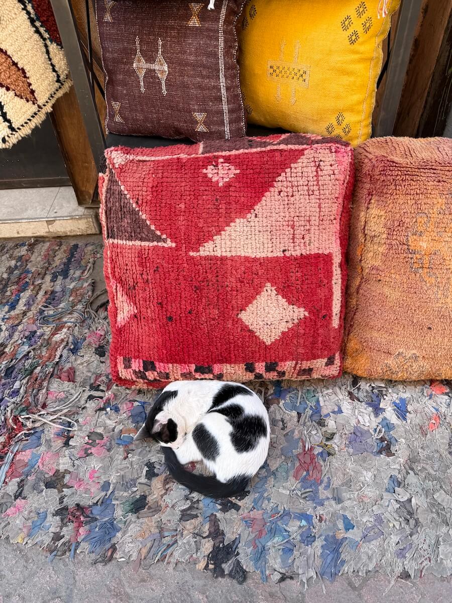Marrakech street cat on a rug