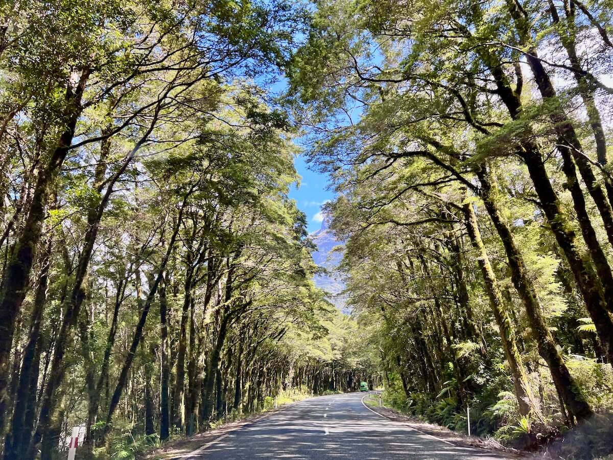 Example of Forests in Fiordland National Park