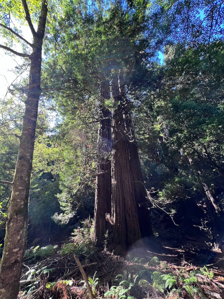 Coastal Redwoods