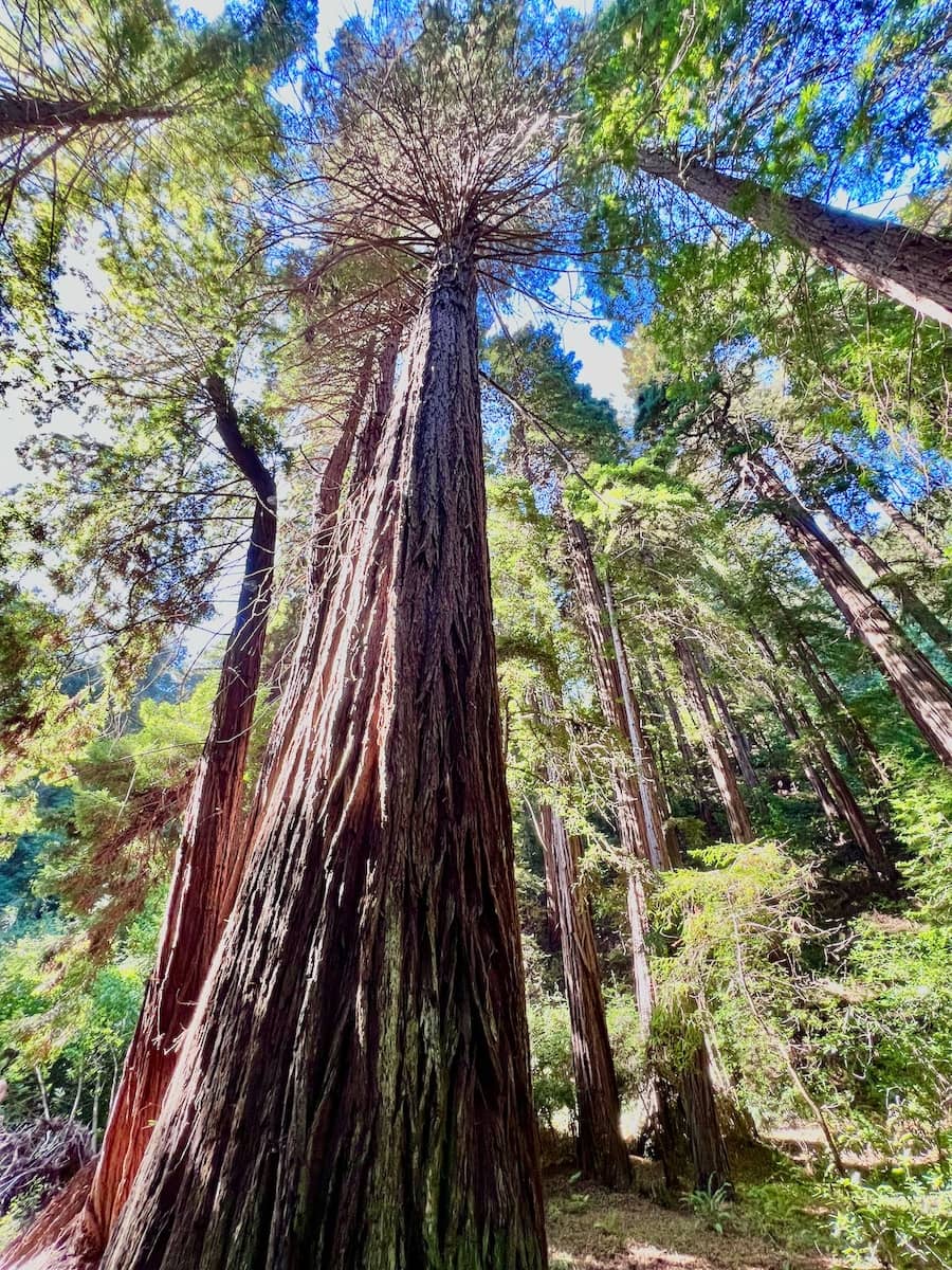 Giant coastal redwoods