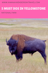 5 Amazing Must Dos in Yellowstone National Park - HH Lifestyle Travel