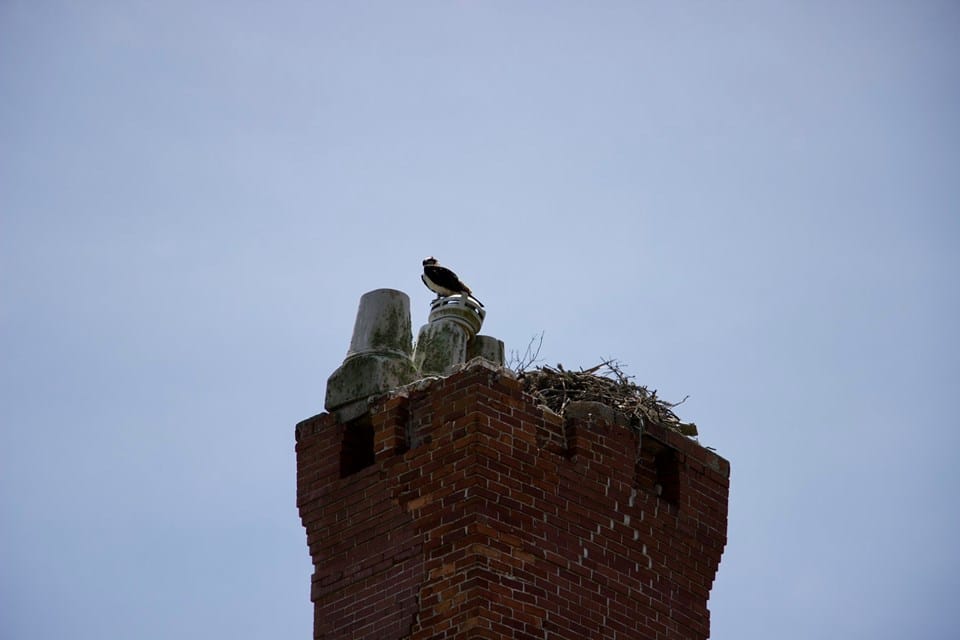 Osprey nesting on Dungeness chimney