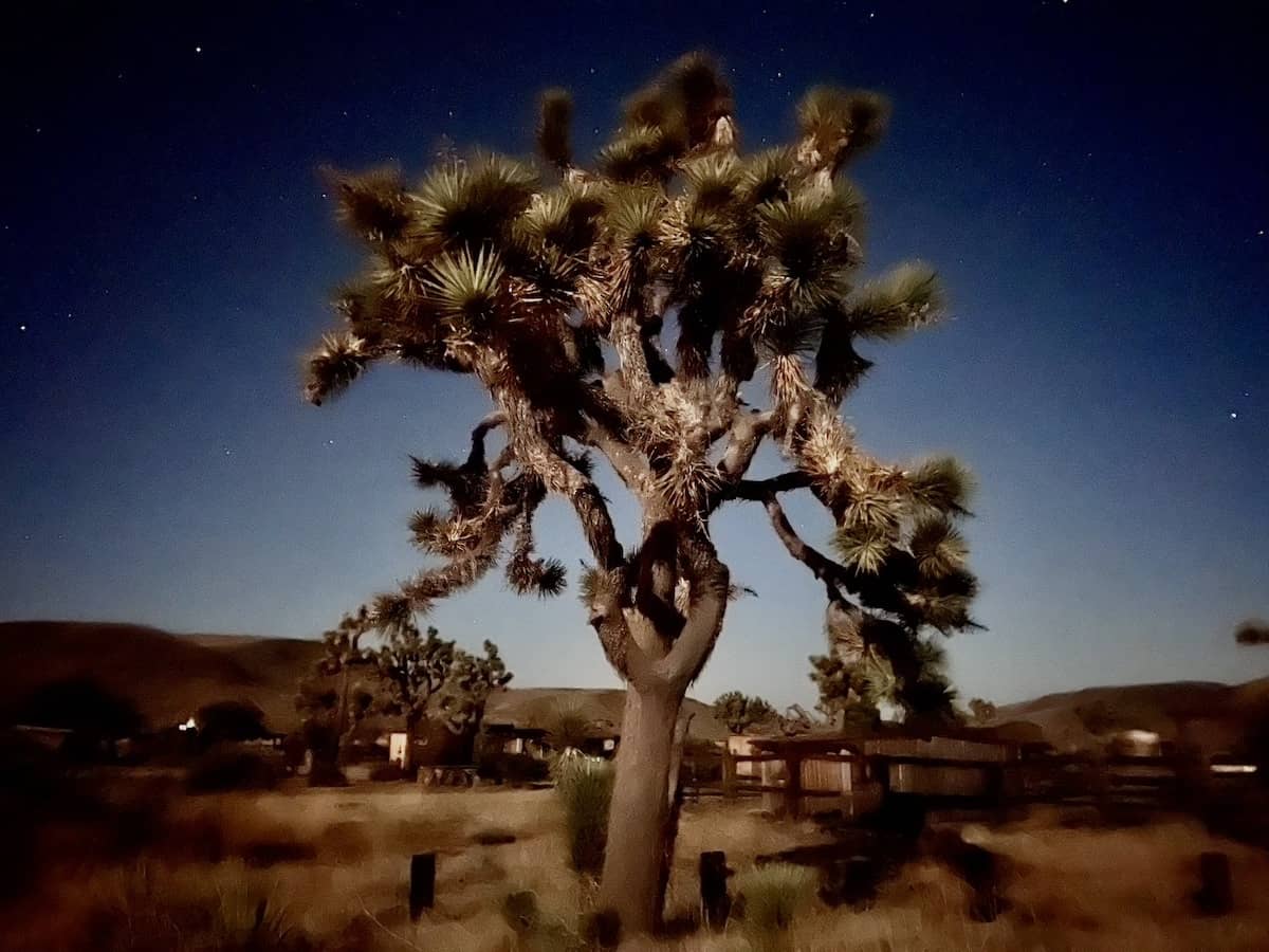 Joshua Tree at Pioneertown