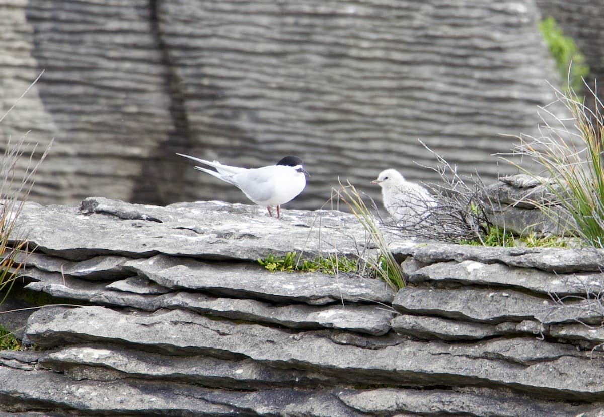 Terns at Punakaiki