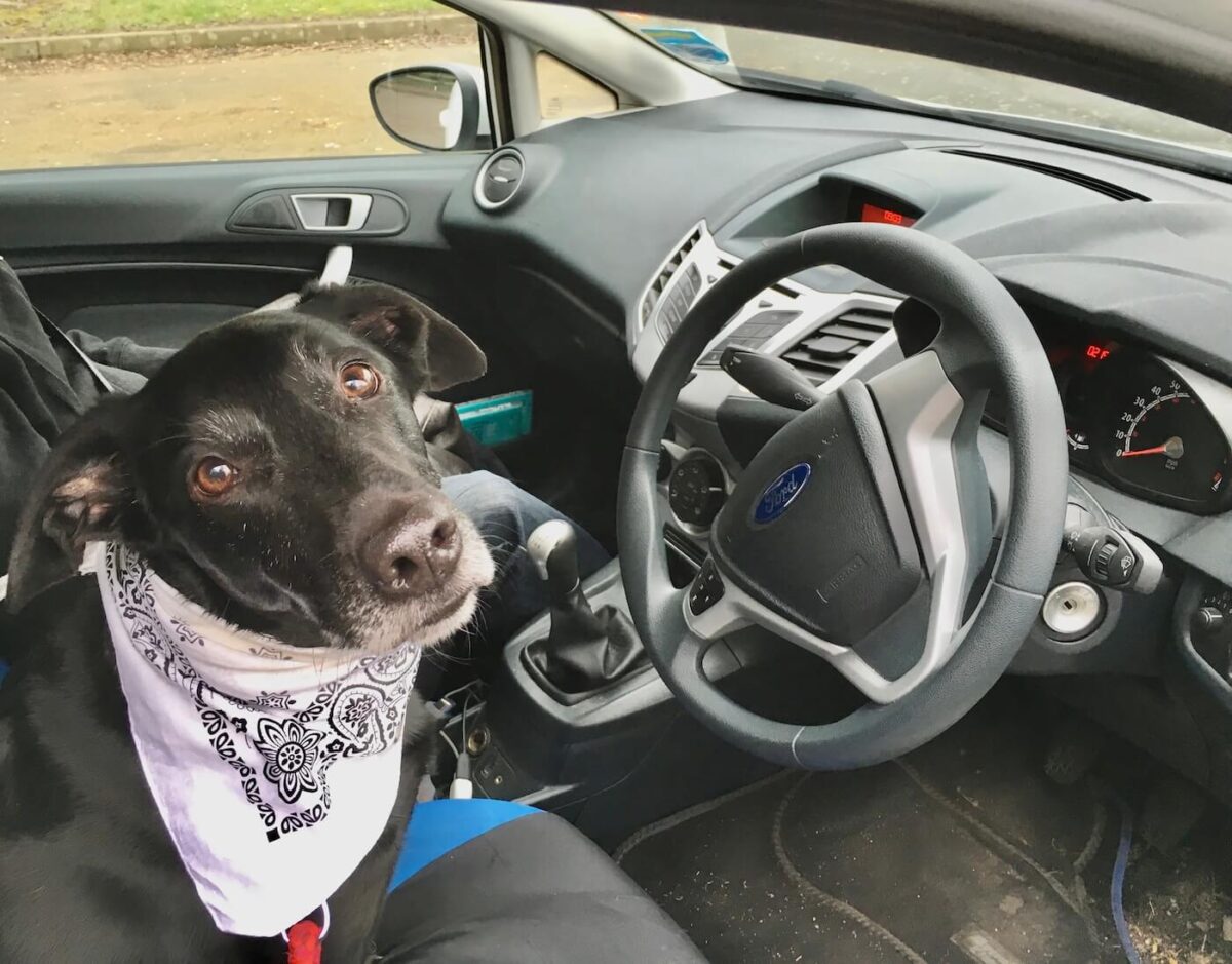 Tips for Road-tripping with a dog - HH Lifestyle Travel