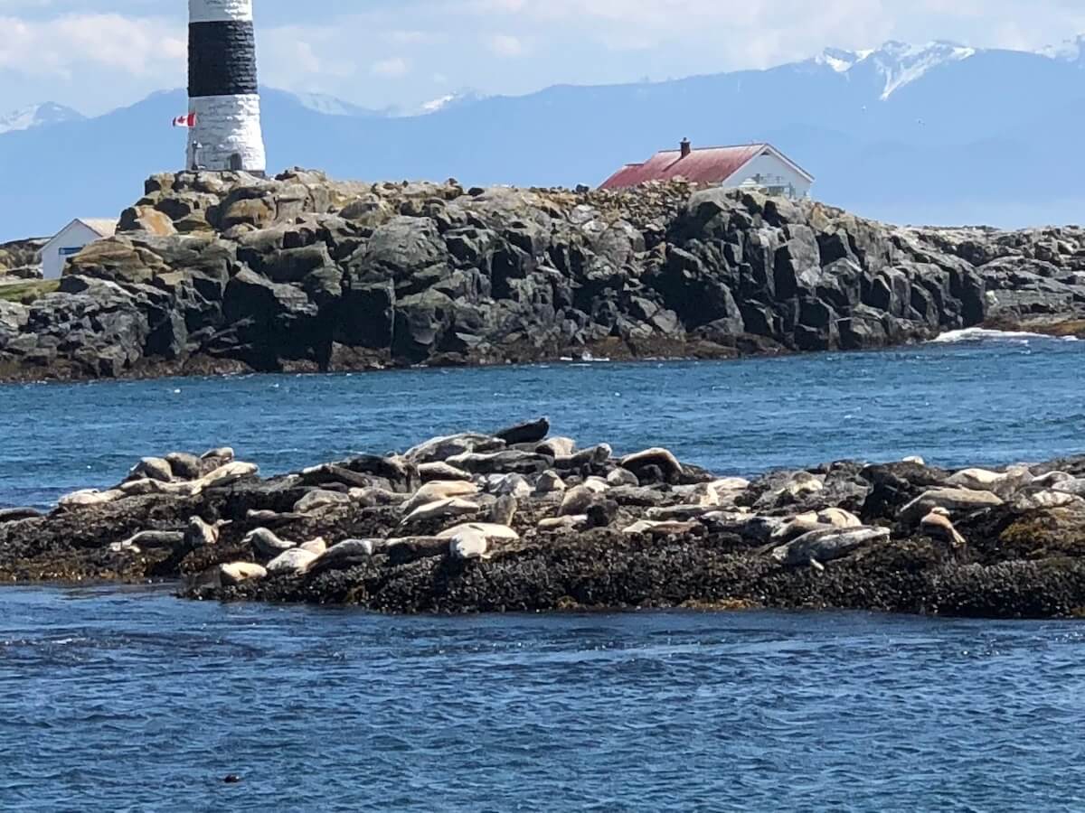 Seals off the coast of Victoria