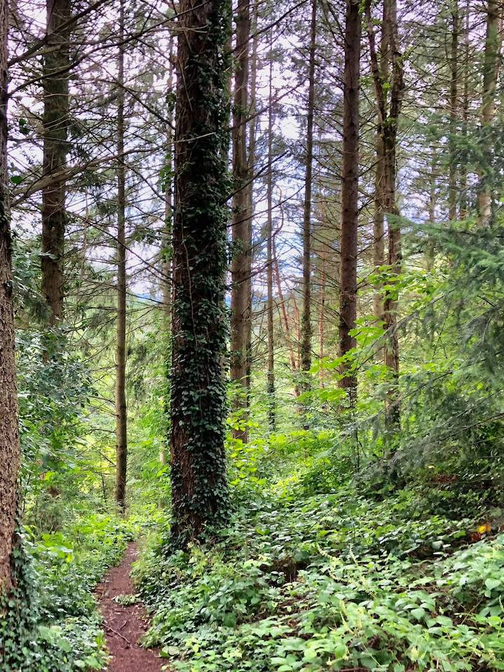 Forest hike from Hotel de la Vallée Noble in Soultzmatt, Alsace