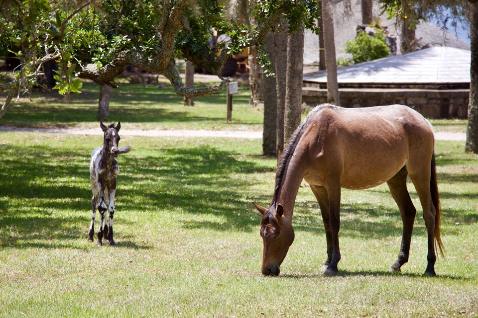 Wild horse and foal, Cumberland Island