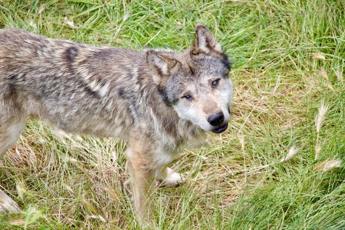 Wolf Sanctuary, Guéret